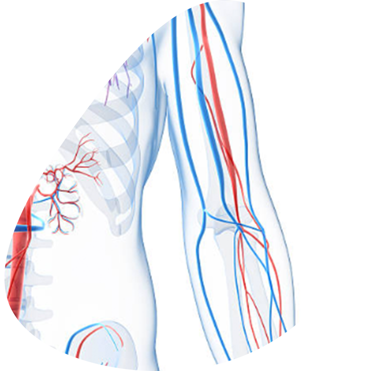 vascular-factors
